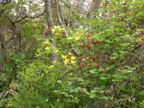 Kerria japonica