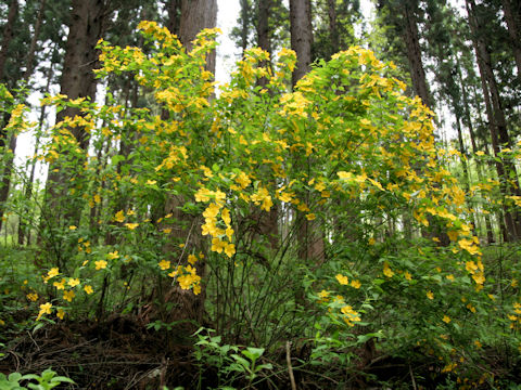 Kerria japonica