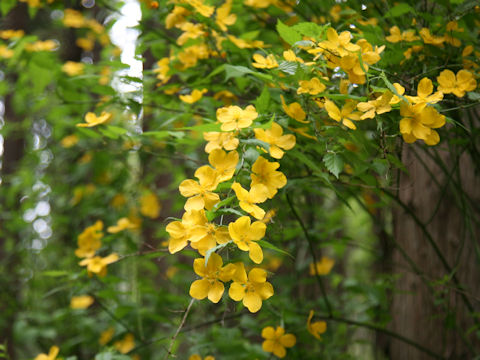 Kerria japonica