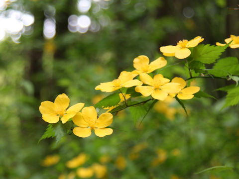 Kerria japonica
