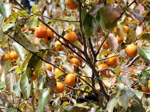 Diospyros kaki var. sylvestris