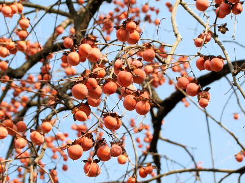 Diospyros kaki var. sylvestris