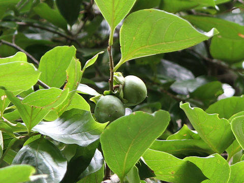 Diospyros kaki var. sylvestris