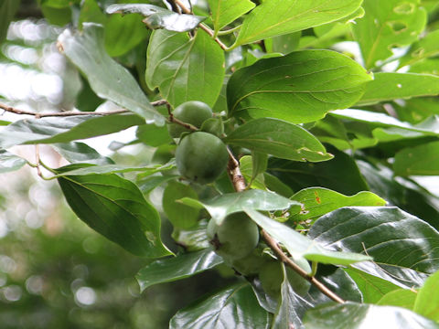 Diospyros kaki var. sylvestris