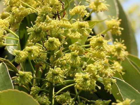 Trochodendron aralioides