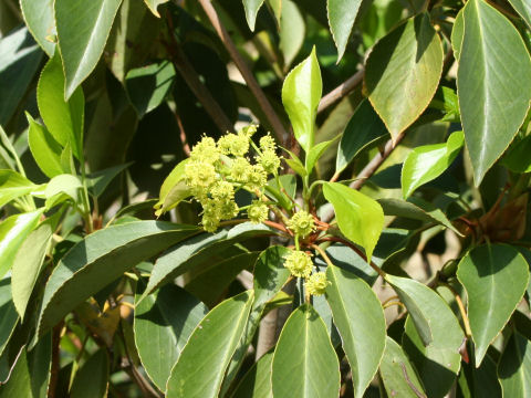 Trochodendron aralioides