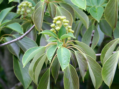 Trochodendron aralioides