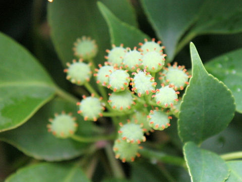 Trochodendron aralioides