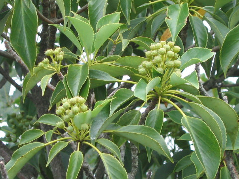 Trochodendron aralioides