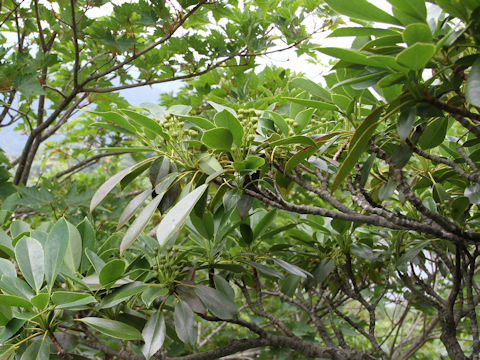 Trochodendron aralioides