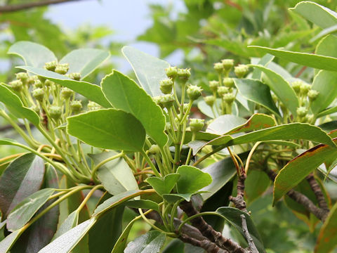 Trochodendron aralioides