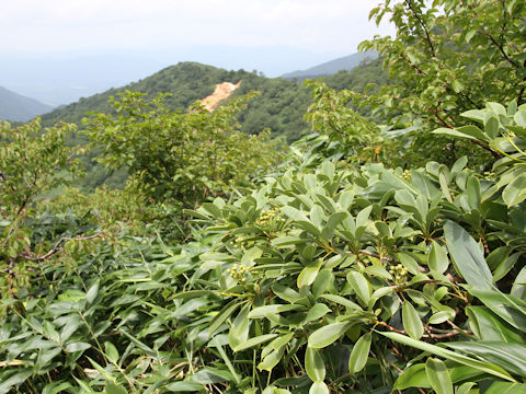 Trochodendron aralioides