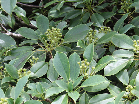 Trochodendron aralioides