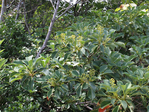 Trochodendron aralioides