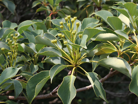 Trochodendron aralioides