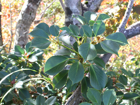 Trochodendron aralioides