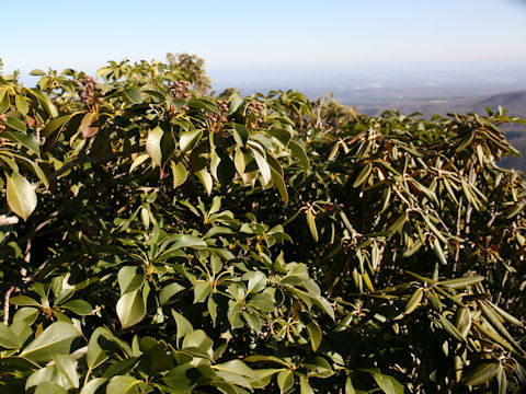 Trochodendron aralioides