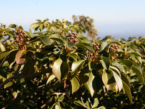 Trochodendron aralioides