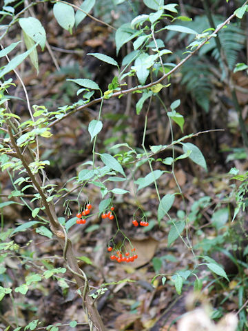 Solanum japonense