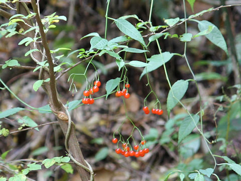 Solanum japonense