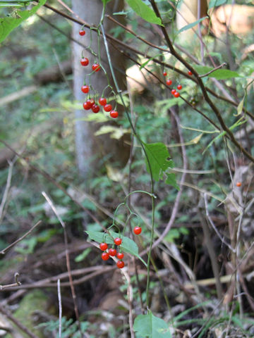 Solanum japonense