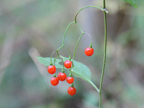 Solanum japonense