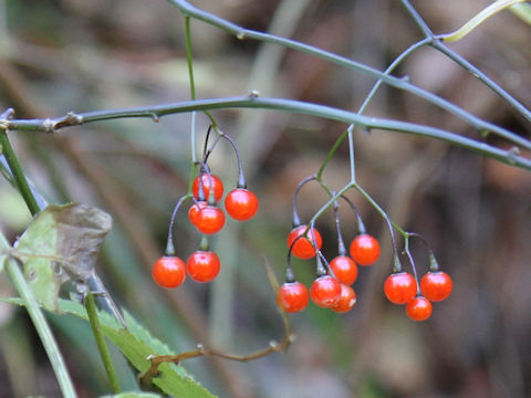 Solanum japonense