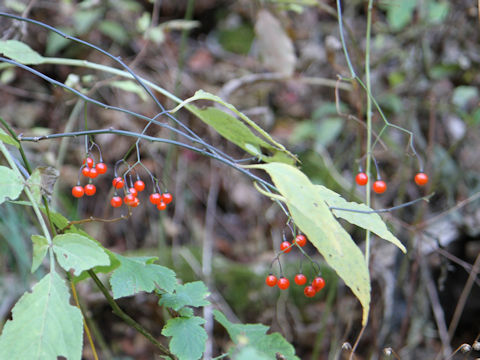 Solanum japonense