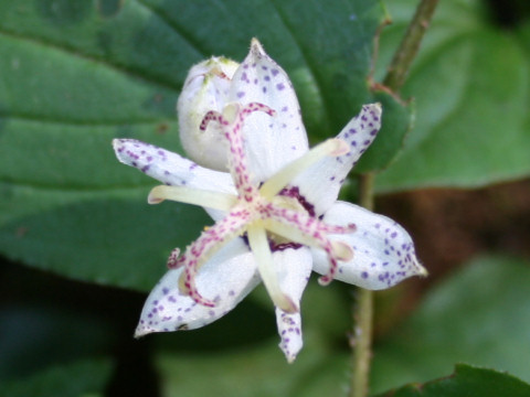 Tricyrtis affinis