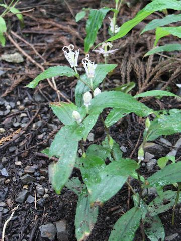 Tricyrtis affinis