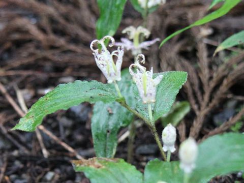Tricyrtis affinis