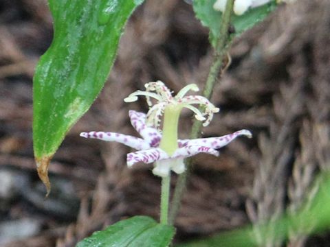 Tricyrtis affinis