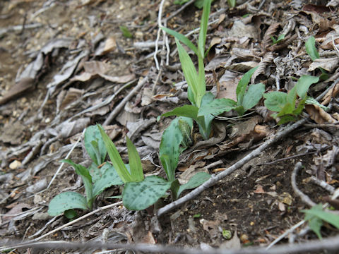 Tricyrtis affinis