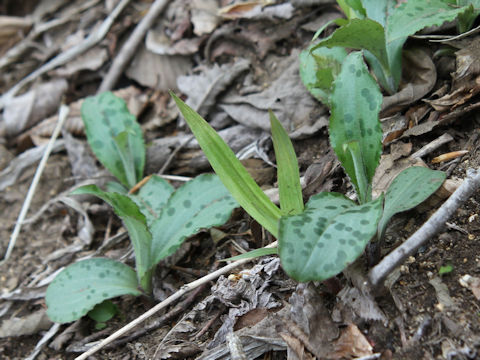 Tricyrtis affinis