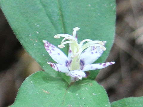 Tricyrtis affinis