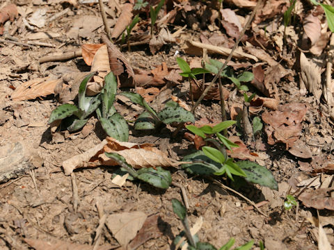 Tricyrtis affinis