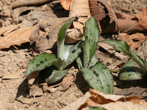 Tricyrtis affinis