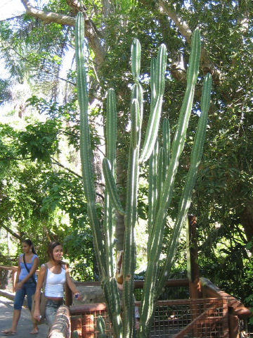 Cereus jamacaru