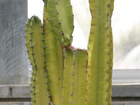 Cereus jamacaru