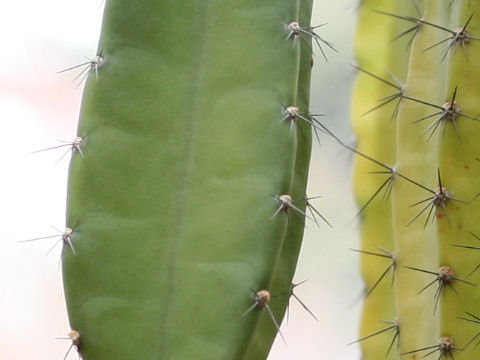 Cereus jamacaru