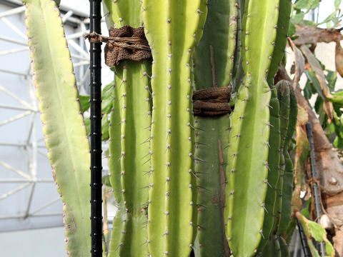 Cereus jamacaru