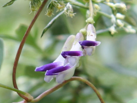 Amphicarpaea bractaeta ssp. edgeworthii var. japonica