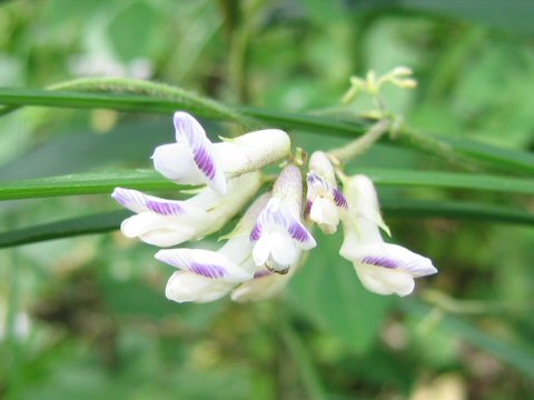 Amphicarpaea bractaeta ssp. edgeworthii var. japonica