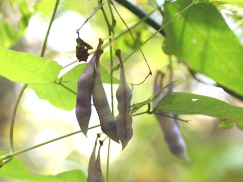 Amphicarpaea bractaeta ssp. edgeworthii var. japonica