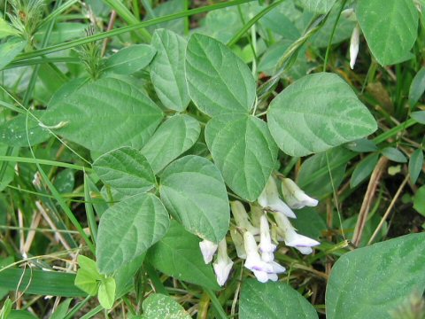 Amphicarpaea bractaeta ssp. edgeworthii var. japonica