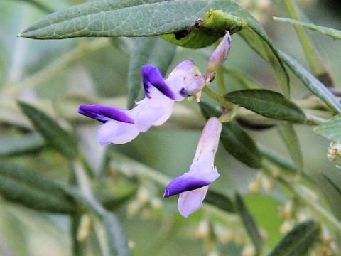 Amphicarpaea bractaeta ssp. edgeworthii var. japonica