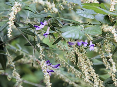 Amphicarpaea bractaeta ssp. edgeworthii var. japonica