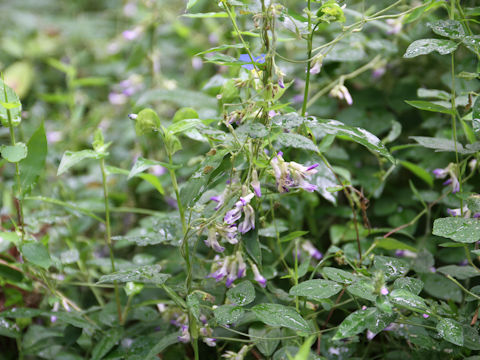 Amphicarpaea bractaeta ssp. edgeworthii var. japonica