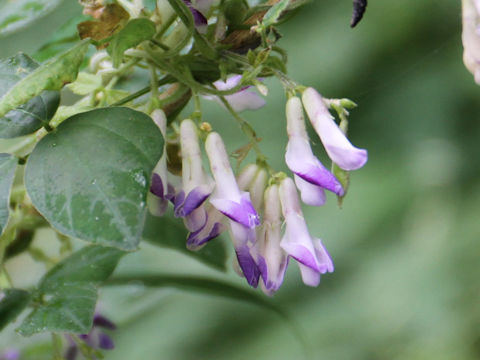 Amphicarpaea bractaeta ssp. edgeworthii var. japonica