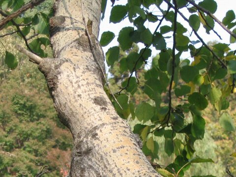 Populus sieboldii